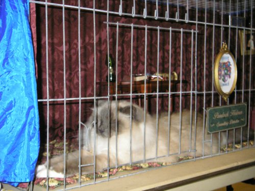 The "real" Purrlock Holmes relaxes in his Victorian parlor  cage set-up while greeting fans at a local cat show.