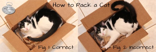 How to pack a cat