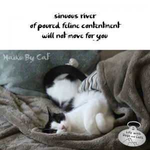 haiku cats contentment