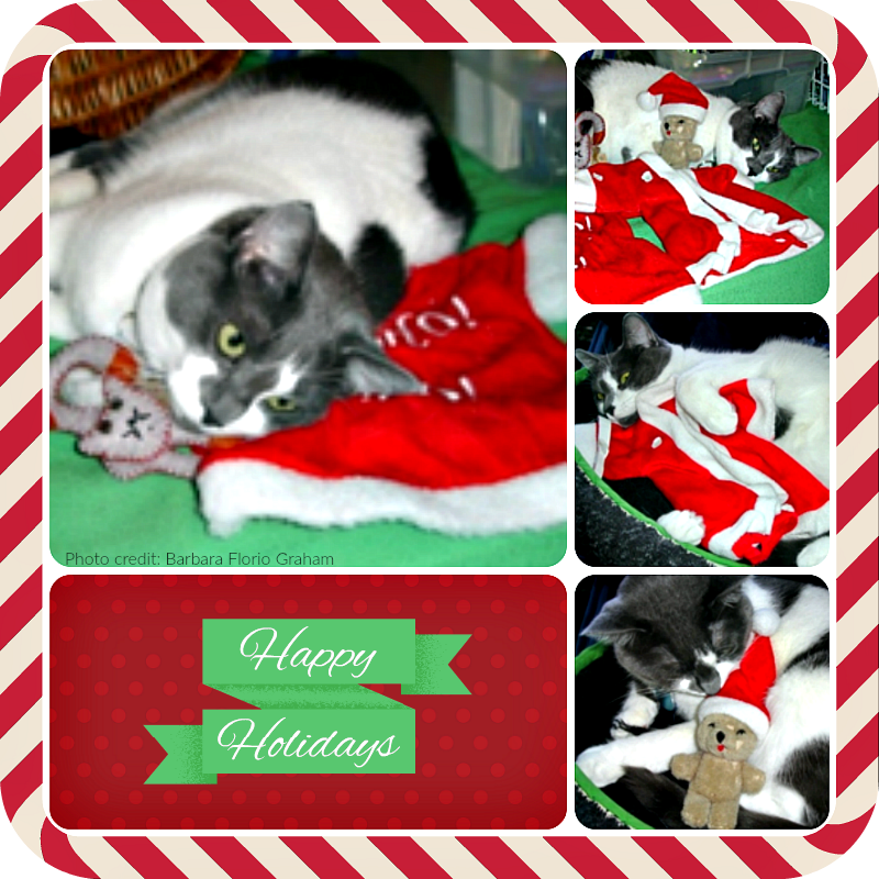 CWA_cat_Christmas