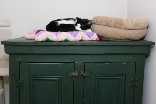 cat on top of linen cabinet