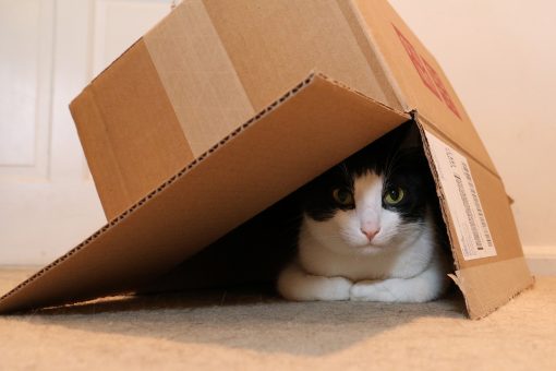 cat hiding under box