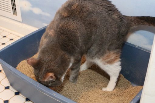 cat in litter box