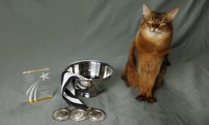 The Cat Writers Communication Contest - Muse Medallions and Special Awards