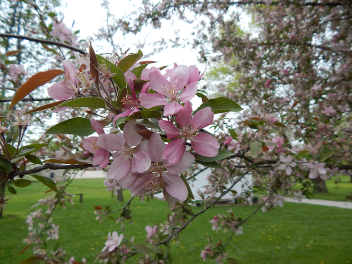 Crab apple blossoms