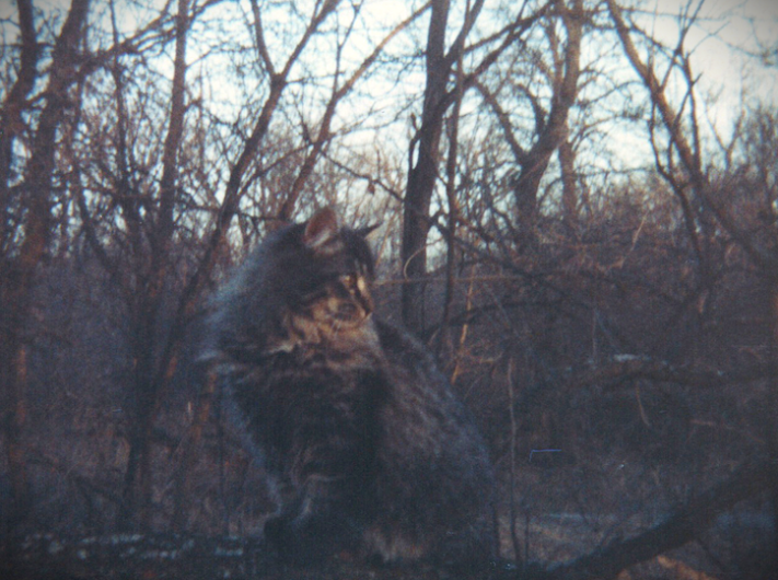 Lando, a longhaired cat, sitting in front of trees looking beautiful.