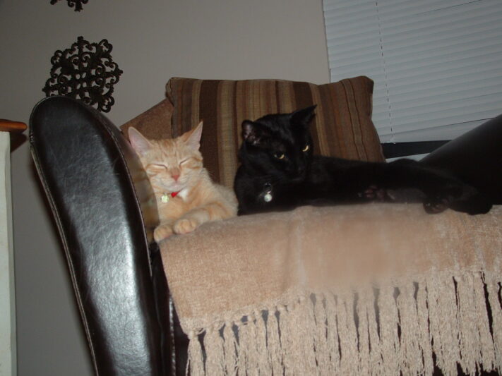 Gatsby and Friend, a black cat.
