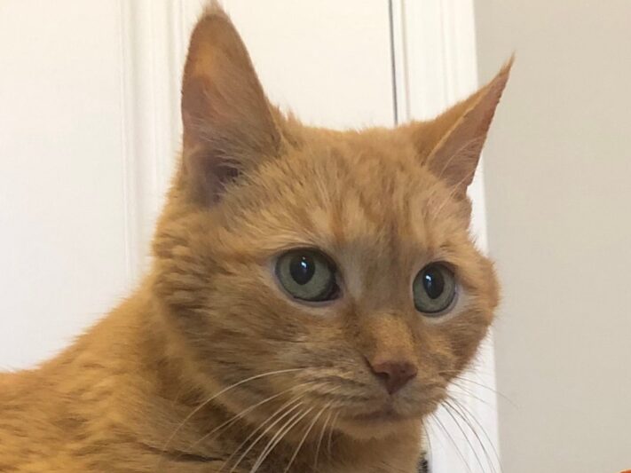 Gatsby Smith, a ginger cat who recently passed away,