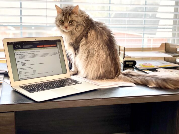 A longhaired Siberian cat beside a laptop giving us the eye.