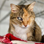 blind calico cat