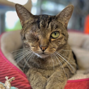 one-eyed tabby cat