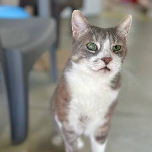 pretty dilute calico cat