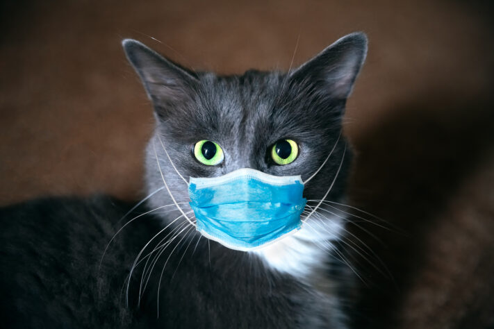 Cat in a medical mask. Protective antiviral mask on the cats face, Protective face mask for animals. COVID-19, Coronovirus, hantavirus concept. Medical mask from coronavirus, hantavirus.