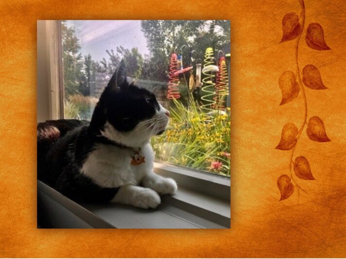 A black and white cat named Jenny looking out a window.