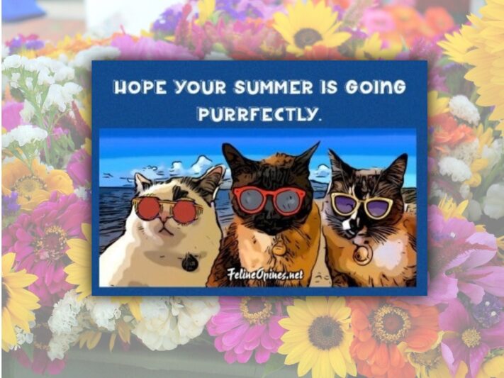 three cats in sunglasses.