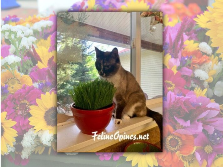 Lily, a cute snowshoe cat sniffing cat grass.