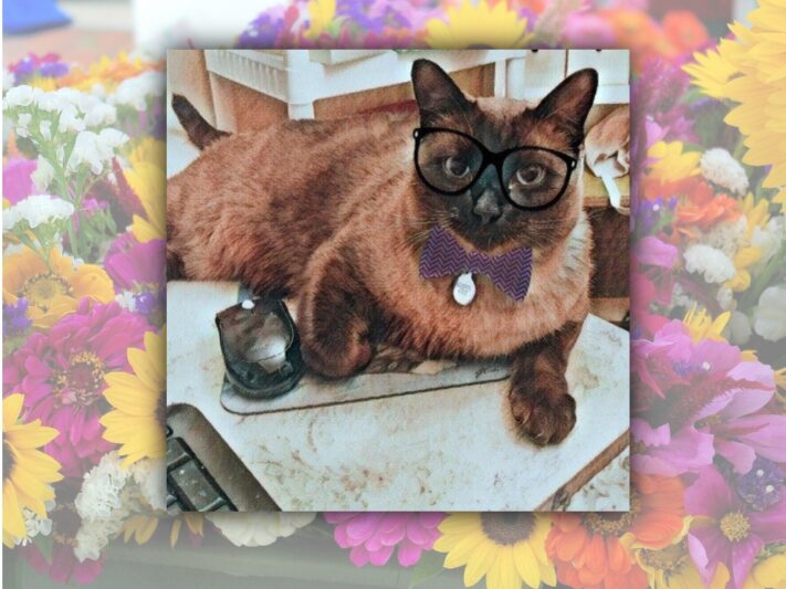 Alberto, a Siamese cat in glasses.