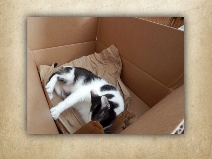 A black and white spotted cat lying in a cardboard box.
