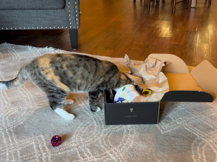 diy busy box for cats with cat