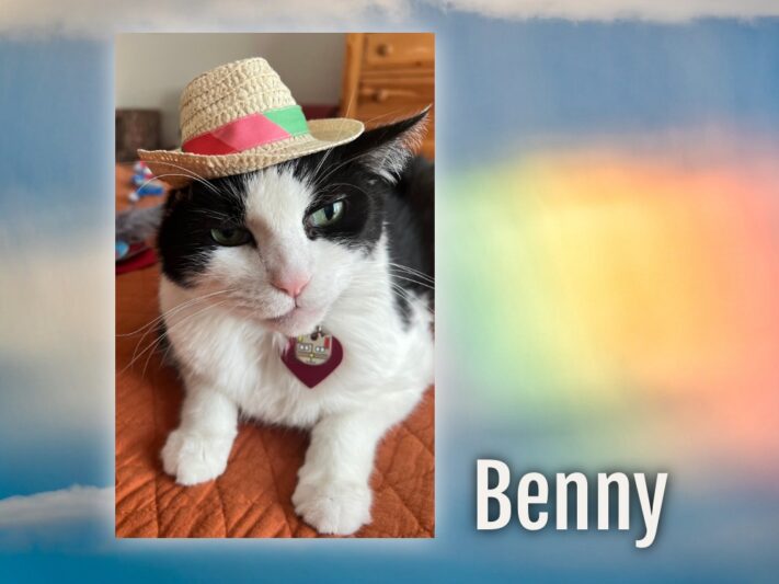 Benny - Kathy Finley's cat