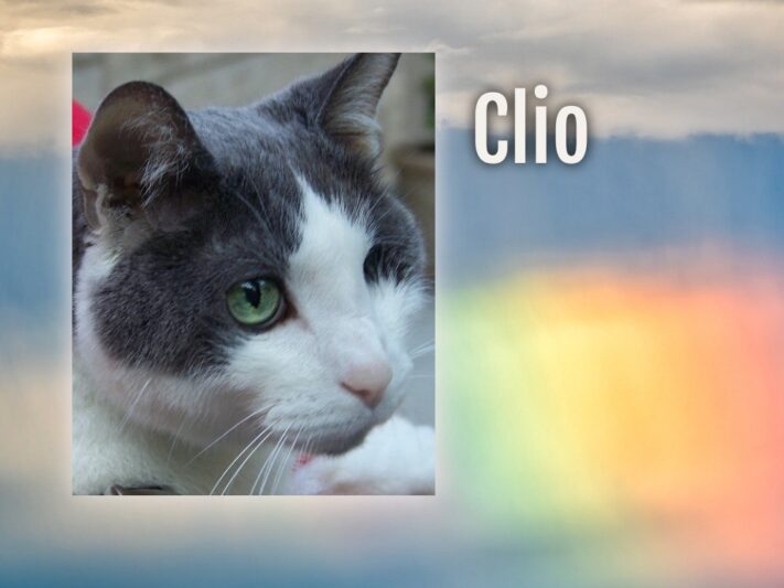 Clio - Kathy Finley's cat