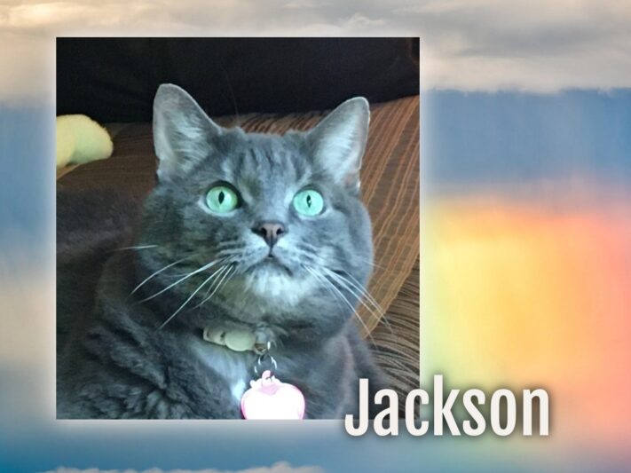 Jackson - Kathy Finley's cat