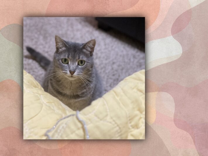 gray cat looking up at camera