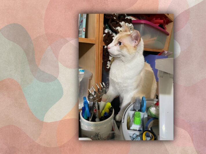 cat sitting on desk