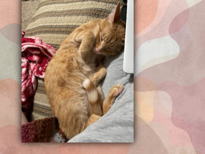 orange cat curled up on a couch