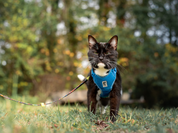 black and white cat on harness and leash