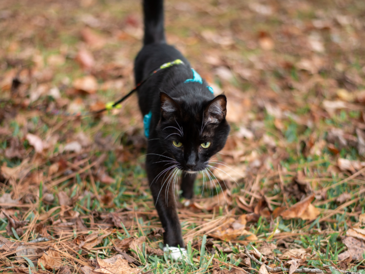 cat exploring outside