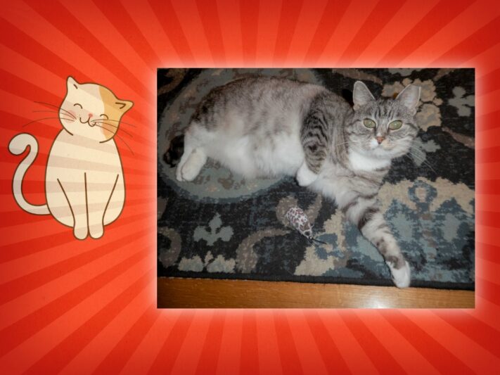 gray tabby cat lying on floor looking at camera