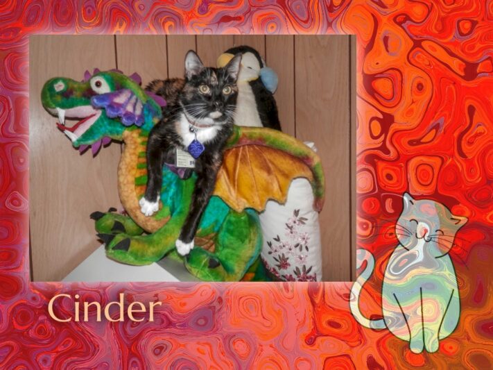 black and white cat on a dragon stuffed animal