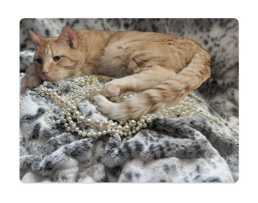 orange cat lying in a bed of pearls