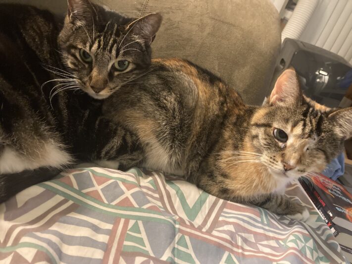 two tabby cats laying together