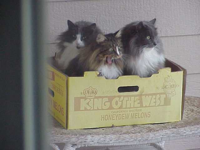 three cats sitting together in a box