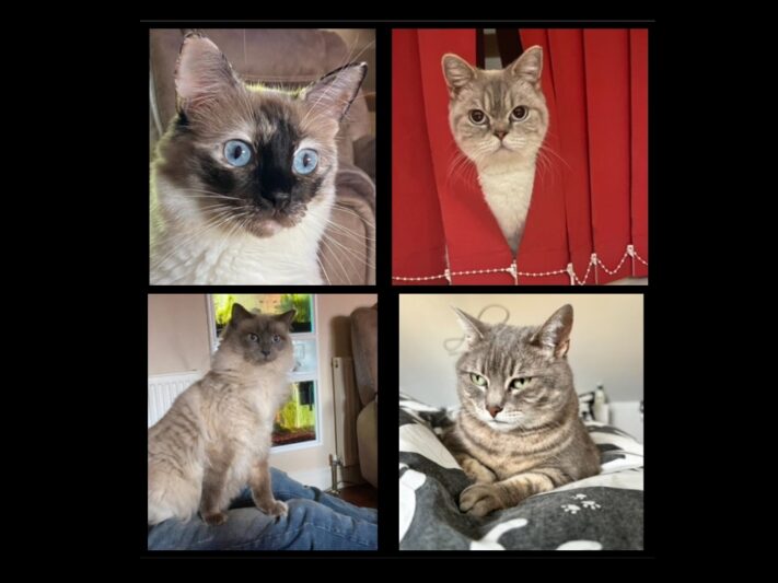 4 cat profile photos