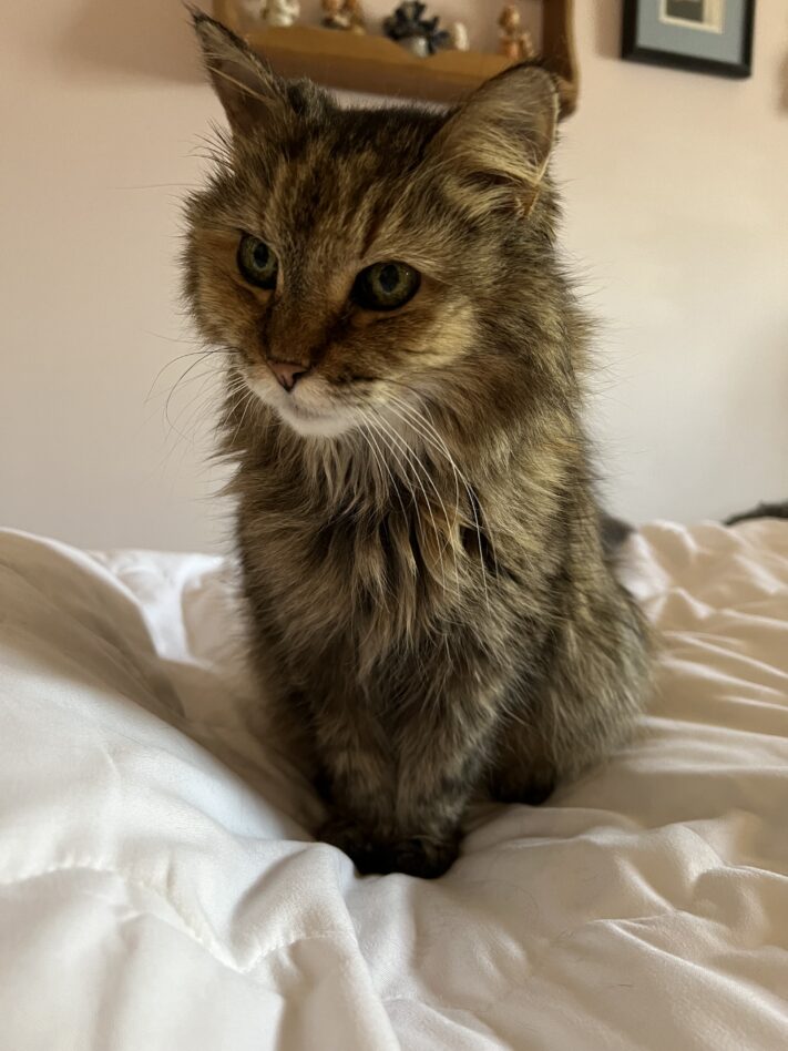 long haired cat on bed