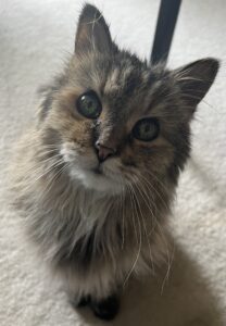 long haired cat headshot