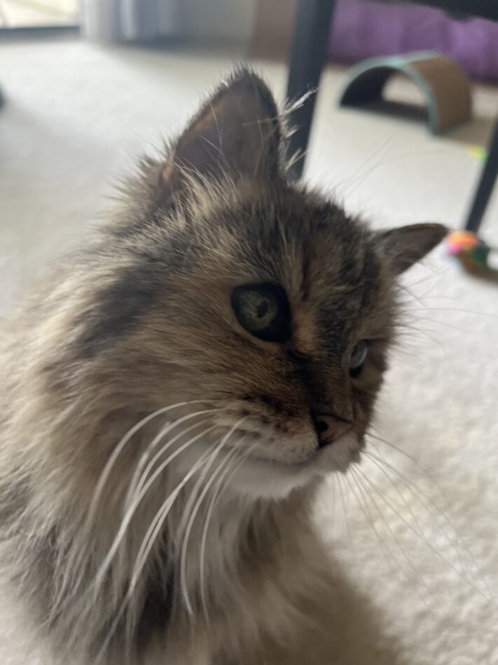 headshot of longhaired cat