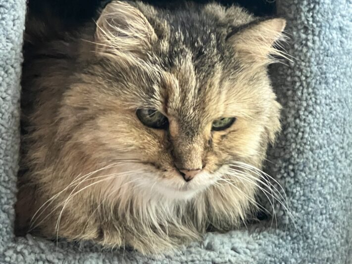 headshot of longhaired cat