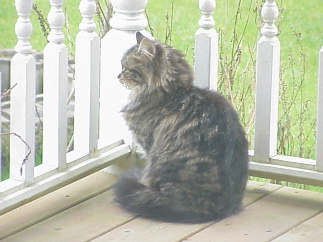 long haired tabby cat sitting on a porch