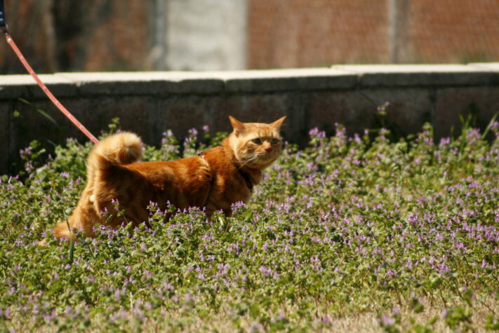 orange tabby cat outside in the grass