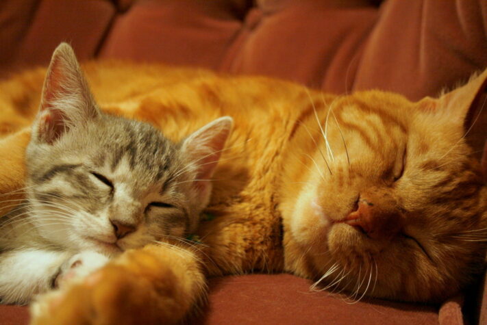 orange tabby cat cuddling with small tabby cat