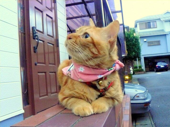 orange tabby cat wearing a bandana