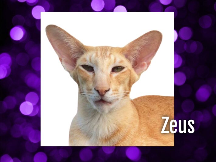 Zeus cat