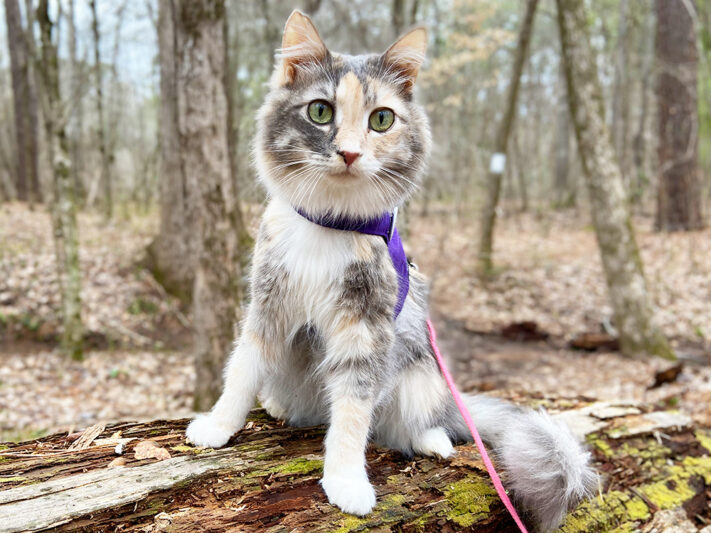 cat sitting on a lot on a harness and leash