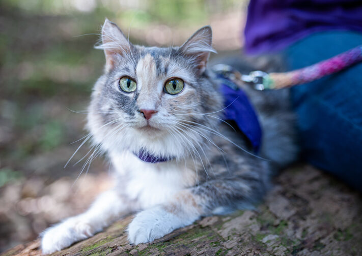 CH cat outside on harness and leash