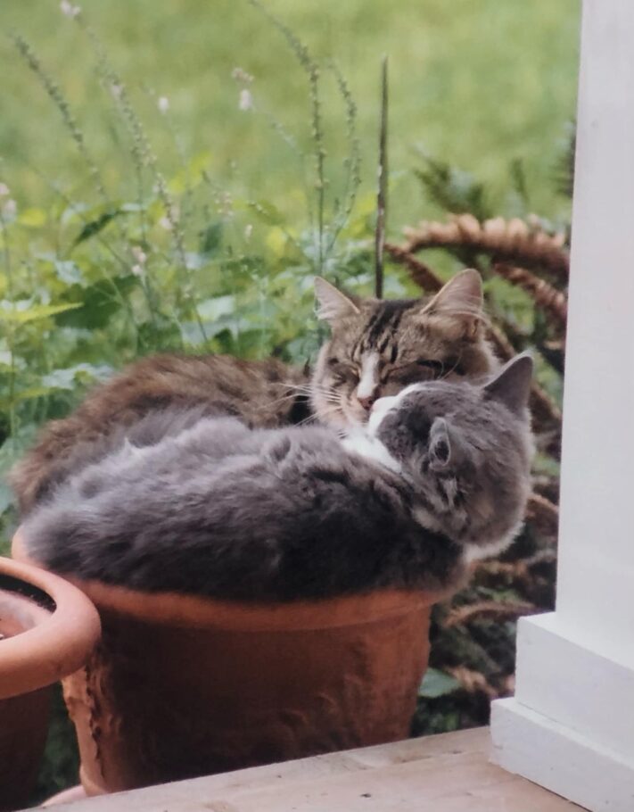 two cats cuddled together in a flower pot