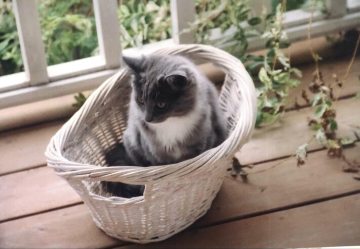 gray and white cat sitting in a basket